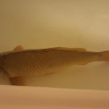 20161223 135032  IICSA
