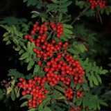 DSC03501
