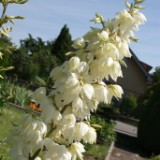 DSC02008