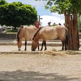 20170618 120631  IICSA