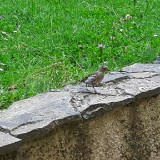 20160723 155542  IICSA   II